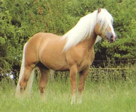 le cheval...