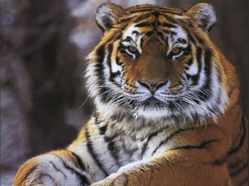 LE TIGRE